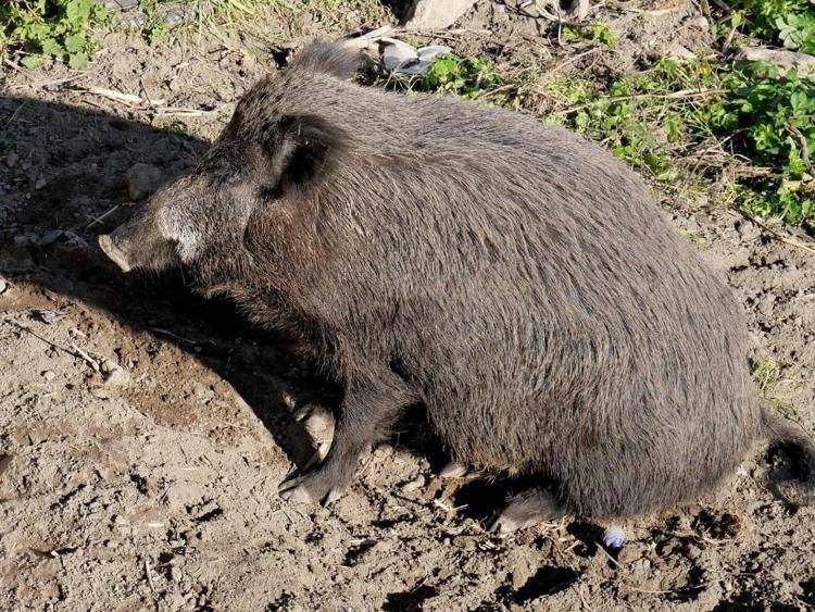 Un cinghiale (Fotogramma)