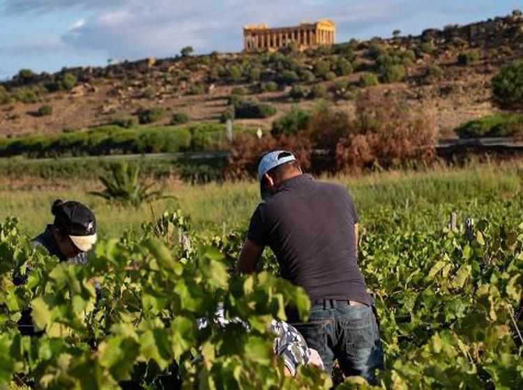 Vino, Assovini: uve sane e di qualità nella vendemmia 2022 in Sicilia