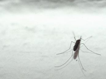 Nuoro, individuato virus ‘Usutu’ in zanzare comuni