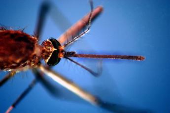 Sanità: in Italia record casi West Nile, studio svela causa forme gravi