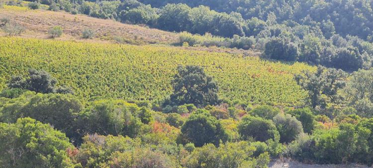 Come gli alberi possono aiutare il mondo del vino