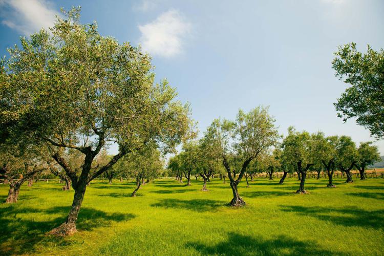 Concluso progetto Life Resilience, individuati 18 genotipi di olivi potenzialmente resistenti alla Xylella