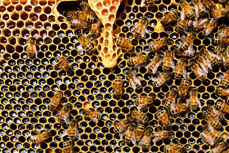 Le api esposte ai pesticidi alterano la frutta che mangiamo