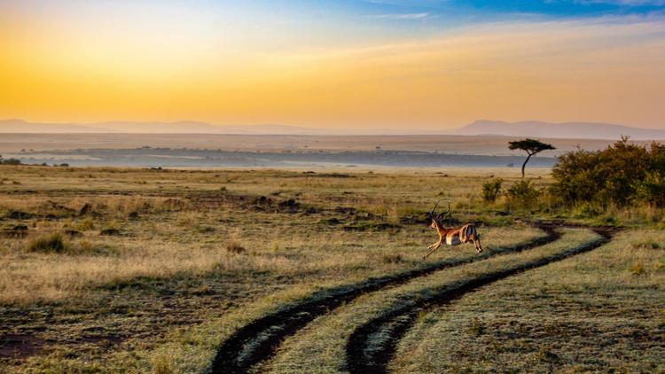 La siccità sta uccidendo la fauna del Kenya