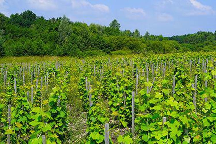 Come sta cambiando Bordeaux a causa dei cambiamenti climatici