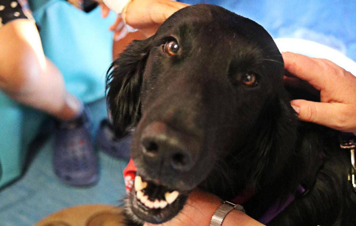 Parte dog therapy di 'Basta una zampa' per bimbi ricoverati