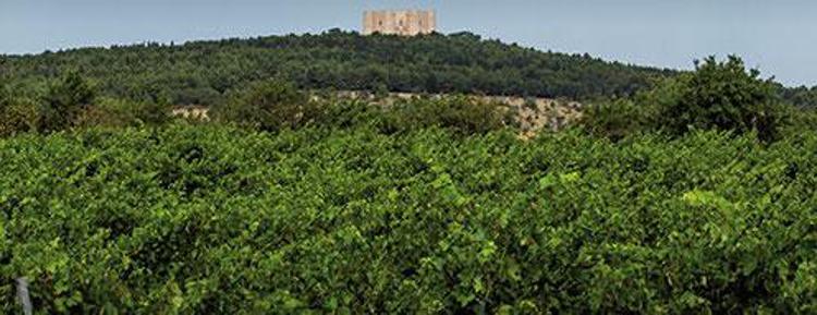 I vini Castel del Monte DOC e DOCG in assaggio alla Milano Wine Week