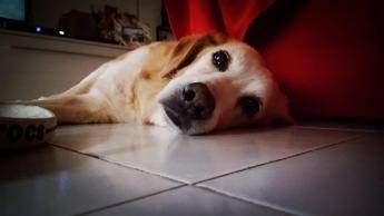 Lumache killer, allarme infezioni nei cani: dobbiamo preoccuparc