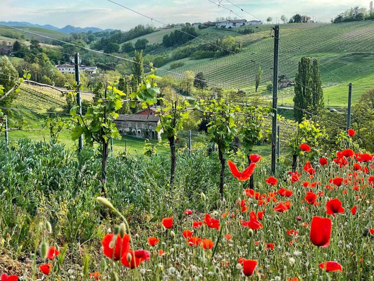 Biodivigna, il nuovo progetto del Distretto del Vino di qualità dell’Oltrepò Pavese