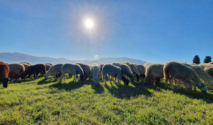 Eco pascolo a Pompei, 150 pecore 'sostenibili' nell'area archeologica  - (Silvia Vacca)