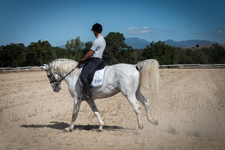 I cavalli lipizzani patrimonio Unesco, razza storica dal 1580 alla Corte degli Asburgo