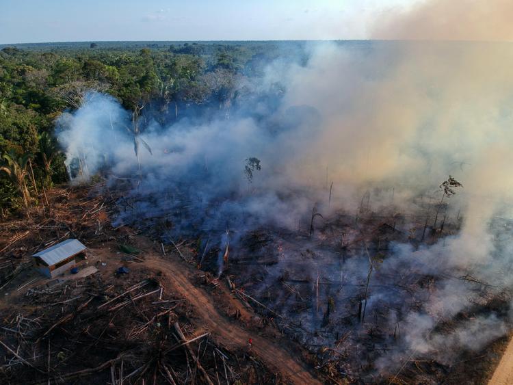 Degradato più di un terzo della foresta amazzonica?
