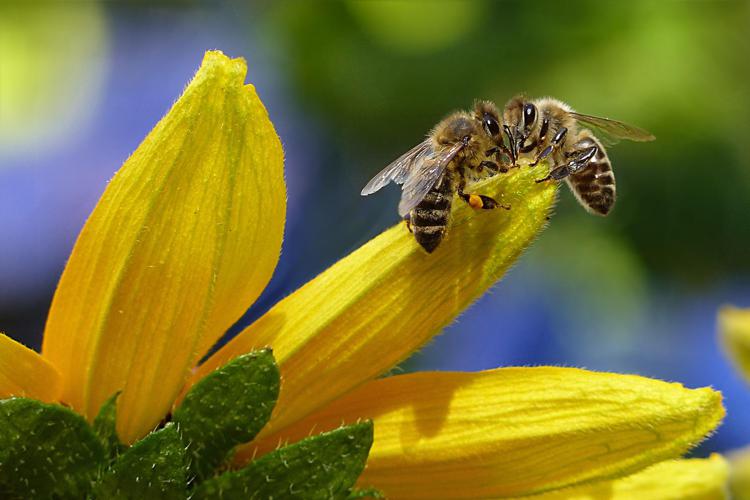 Corridoi ecologici per le api europee