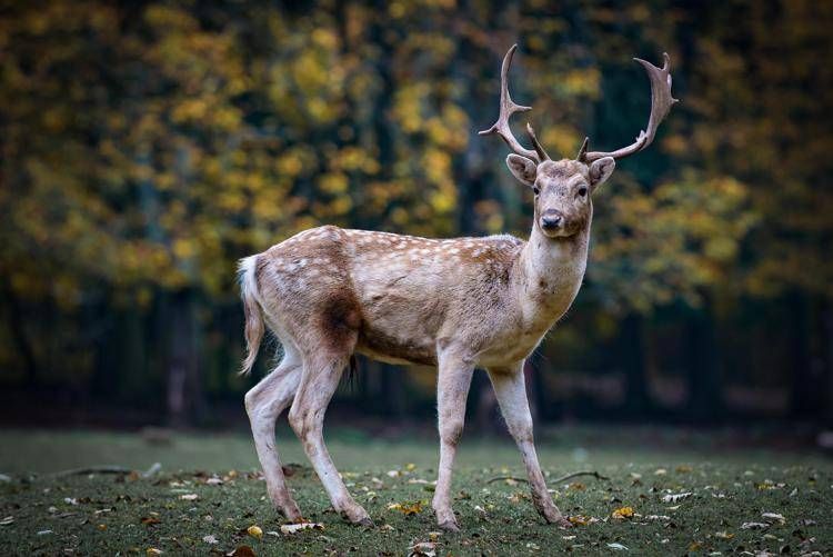 Il Regno Unito ripristinerà vasti habitat per la fauna selvatica