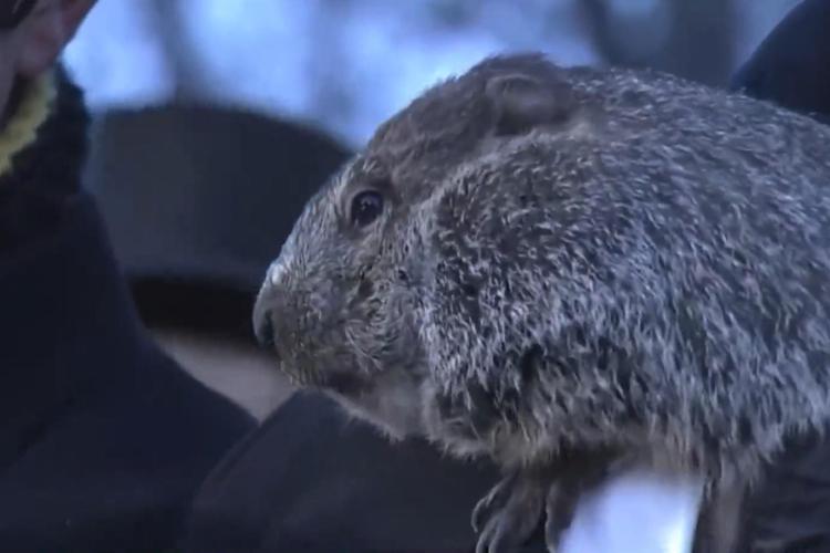 Giorno della marmotta, Phil 'predice' altre 6 settimane di inverno - Video
