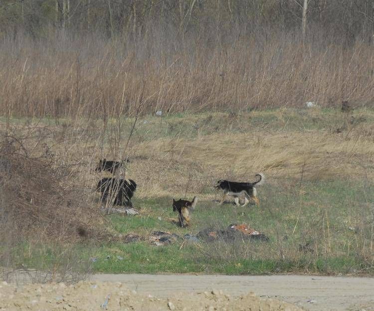 Guinness dei Primati, ha 30 anni e 267 giorni il cane più longevo al mondo