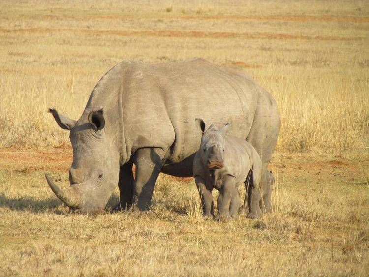 Aumentano rinoceronti ed elefanti in Uganda