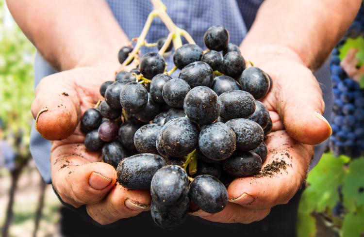 Grapes harvest. Farmers hands with freshly harvested black grapes - Lsantilli - Fotolia