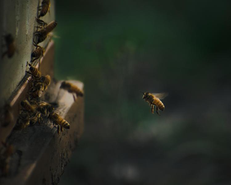 Le api preferiscono svernare in vigna