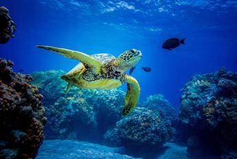 Oceans, UN reaches agreement on protection of the high seas
