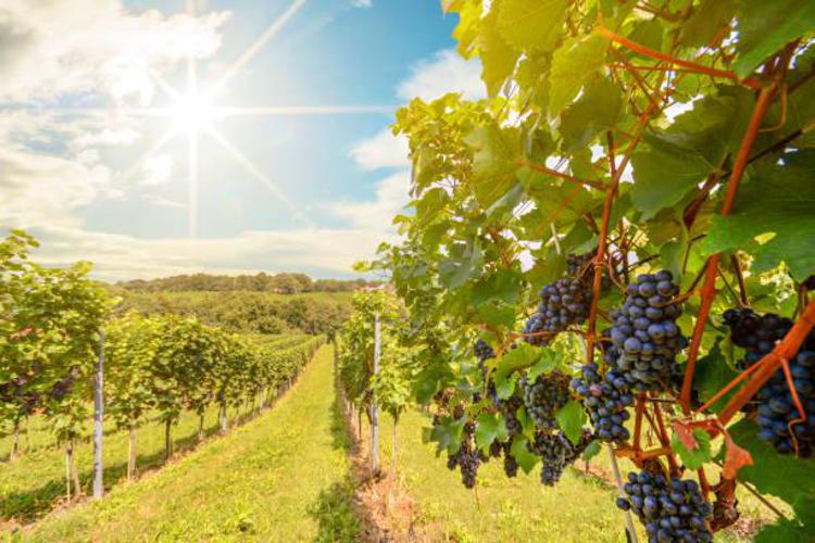 Cambiamenti climatici: sostenere i viticoltori con la ricerca e l’innovazione