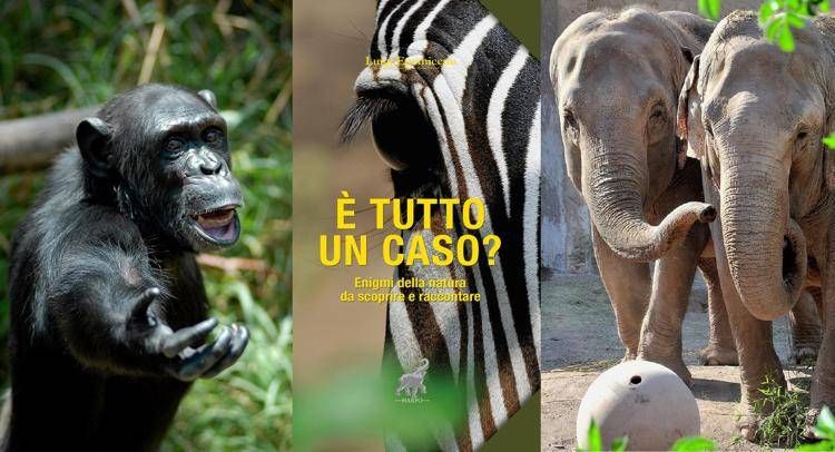 'E' tutto un caso?', gli 