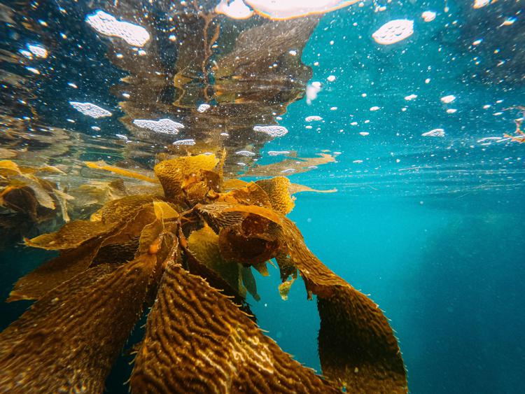 Le alghe all'attacco di Messico e Florida