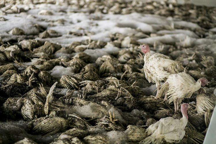 L’influenza aviaria uccide i leoni marini del Perù