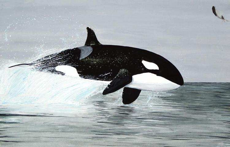 Un'orca torna in libertà dopo 50 anni in un acquario