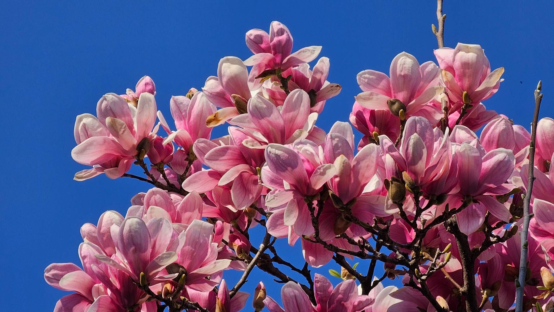 Spring photography, Befric’s advice