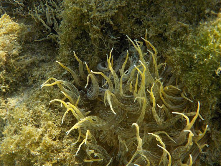 Apprendere senza cervello, la strana storia dell’anemone di mare