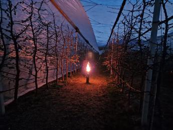 Stoves between the rows to save the cherries from sudden frosts