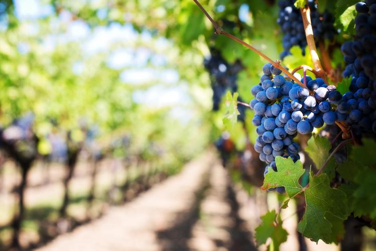 Futuro del vino italiano: investimenti e ricerca