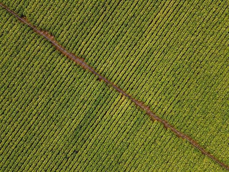 Agricoltura, La Pietra: 