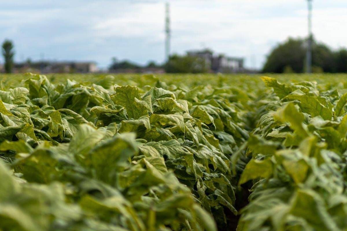 A Terni apre Umbria 'Disc' di Philip Morris Italia