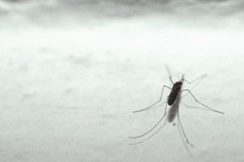 “In Europa più rischi Dengue con il cambio del clima”