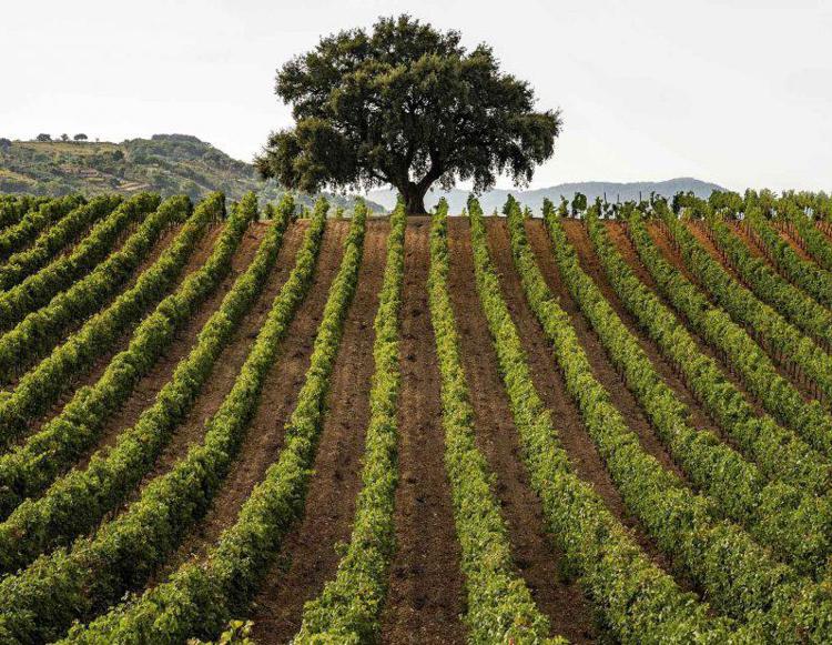 Fa scuola il protocollo SOStain per la viticoltura in Sicilia