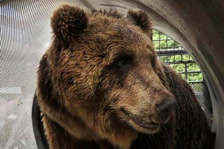 Orsa Jj4 potrà vivere in Romania: accordo per il trasferimento al 'Libearty Sanctuary'