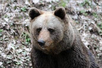MJ5 bear, culling decree signed