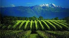 Foto crediti Consorzio di tutela della DOC Prosecco<br>
