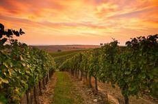 Dazi Cina e Australia, in vista una possibile tregua