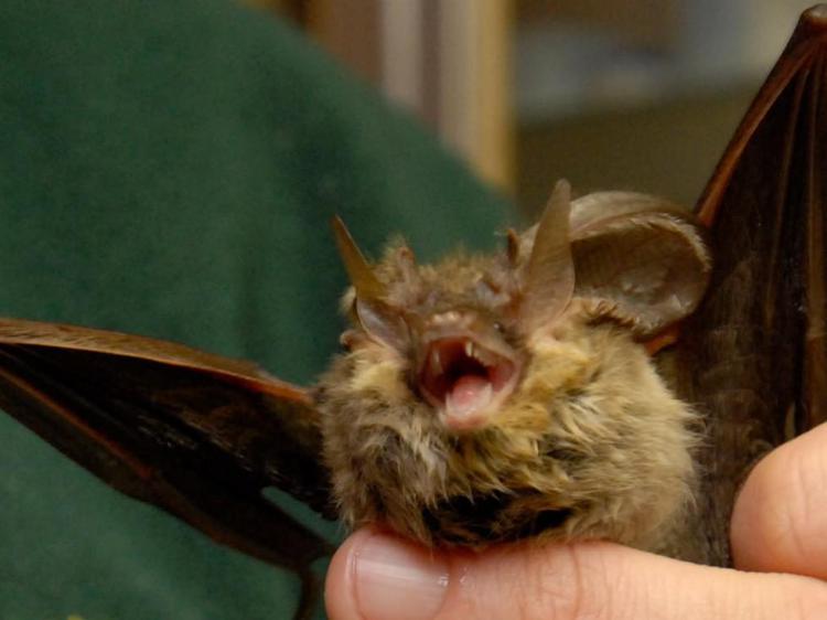 Lyssavirus dei pipistrelli, studio italiano 'no rischi per l'uomo'