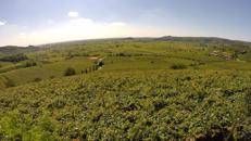 Pieropan festeggia i 50 anni di Vigneto Calvarino