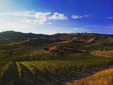 La nuova veste bianca del Gaglioppo