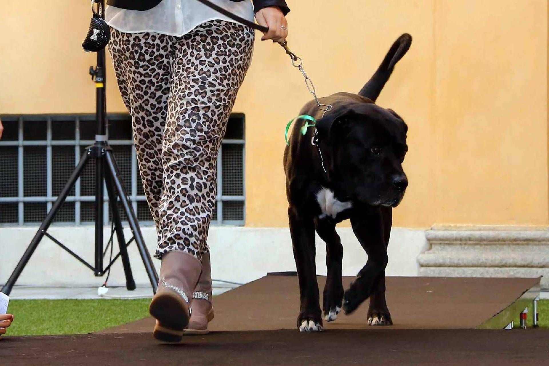 Altroconsumo, vet is expensive, first visit up to 85 euros Pledge Times