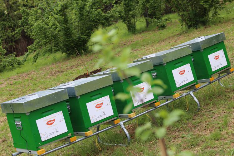 Sostenibilità, Findus: un bosco nettarifero per 5 milioni di insetti impollinatori