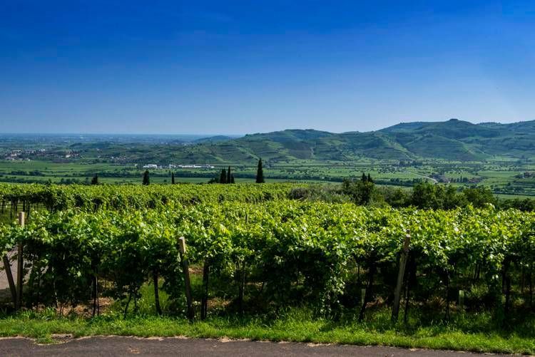 Natura, arte e vulcano: alla scoperta di Soave e Lessini Durello con Heva – Heroes of Europe: Volcanic Agriculture