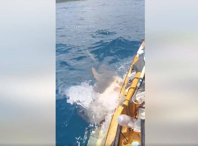 Hai greift Kajak an, das Schockvideo aus Hawaii