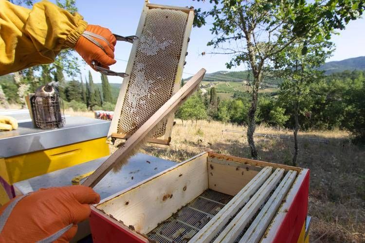 Castello di Meleto, dal vino alle api per tutelare e valorizzare il territorio del Chianti