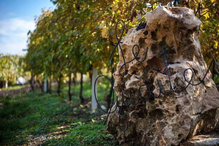 Il filo rosa del rinnovamento in Valpolicella